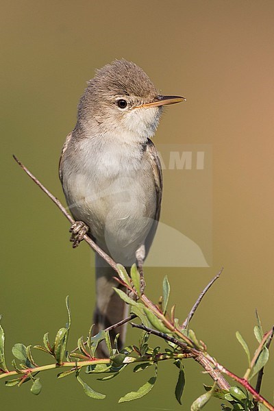 Upchers Warbler - Dornspötter - Hippolais languida, Kyrgyzstan stock-image by Agami/Ralph Martin,