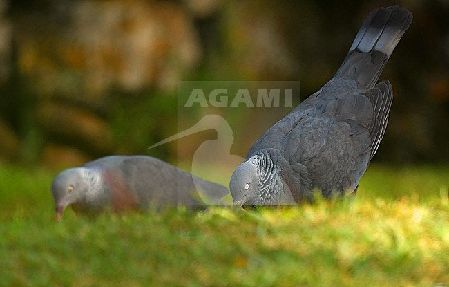 Male Trocaz Pigeon (Columba trocaz) is trying to impress a female. This species is confined to the island of Madeira. stock-image by Agami/Eduard Sangster,