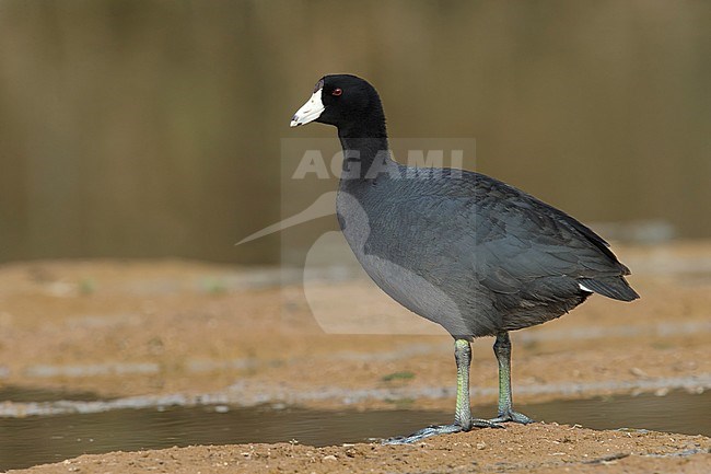 Adult 
Maricopa Co., AZ
January 2015 stock-image by Agami/Brian E Small,