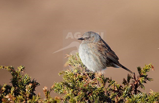 Heggenmus in conifeer; Dunnock in conifer stock-image by Agami/Markus Varesvuo,