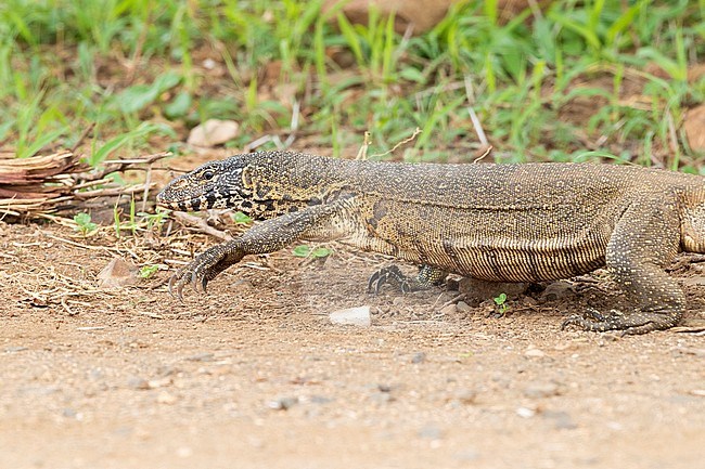 Nile Monitor (Varanus niloticus), close-up of an adult walking on the ground, Mpumalanga, South Africa stock-image by Agami/Saverio Gatto,