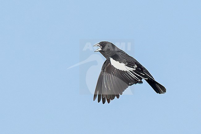 Adult male breeding
Weld Co., CO
June 2023 stock-image by Agami/Brian E Small,