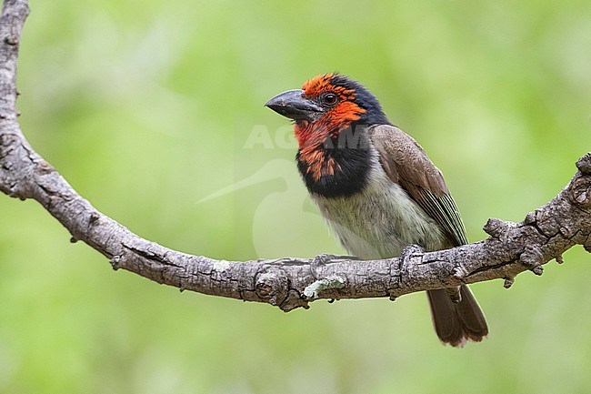 Black-collared Barbet (Lybius torquatus), adult perched on a branch, Mpumalanga, South Africa stock-image by Agami/Saverio Gatto,