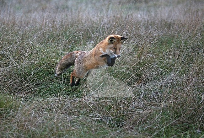 Vos springend voor prooi; Red fox jumping for prey stock-image by Agami/Kristin Wilmers,