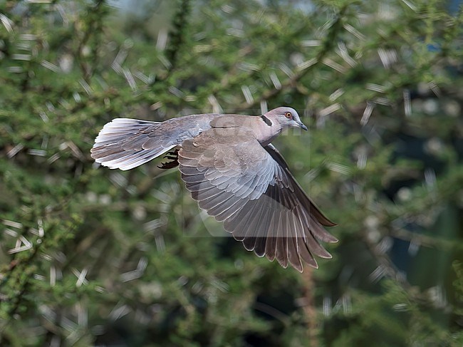 Side view of an adult Mourning Collared Dove (Streptopelia decipiens) in flight. Showing wings and tail from above. Tanzania, Africa stock-image by Agami/Markku Rantala,