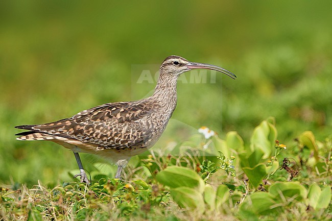 Adult
Oahu, HI
March 2022 stock-image by Agami/Brian E Small,