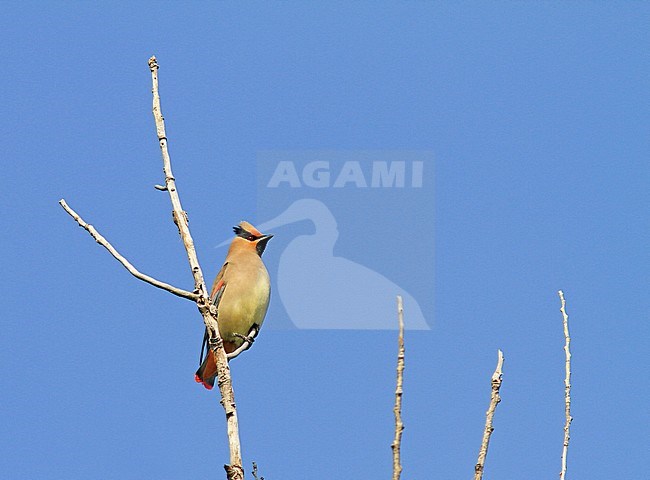 Japanese waxwing (Bombycilla japonica) stock-image by Agami/Pete Morris,