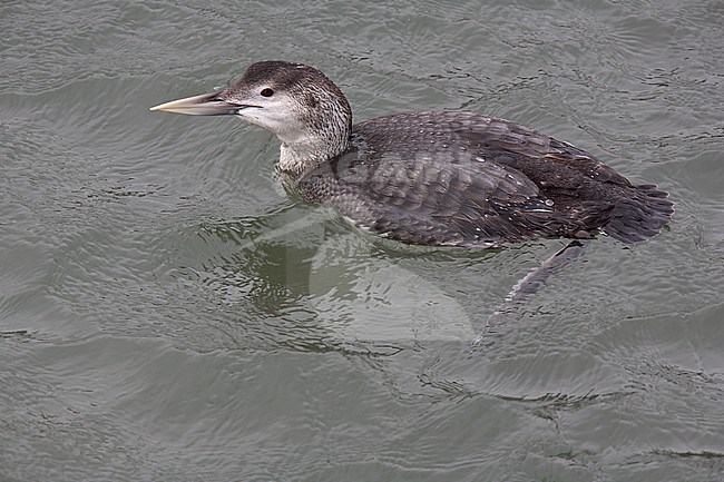 Adult winter plumaged White-billed Diver (Gavia adamsii) stock-image by Agami/Andy & Gill Swash ,