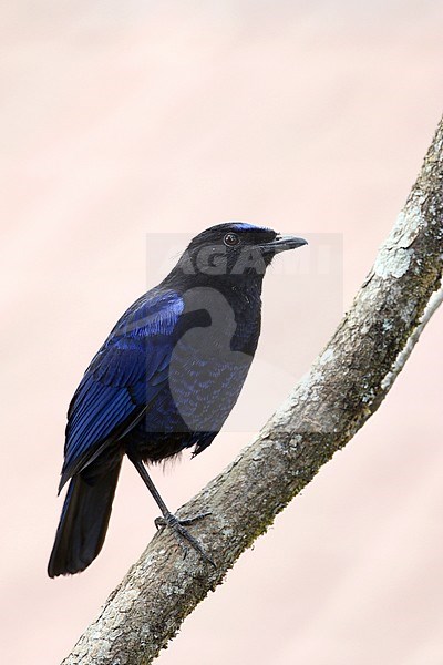 Adult male Malabar Whistling Thrush (Myophonus horsfieldii) perched on a branch in peninsular India. stock-image by Agami/James Eaton,