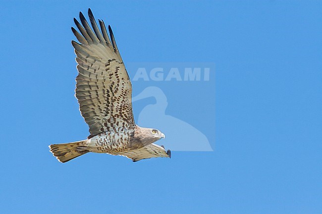 Short-toed Eagle - Schlangenadler - Circaetus gallicus, Spain, adult stock-image by Agami/Ralph Martin,