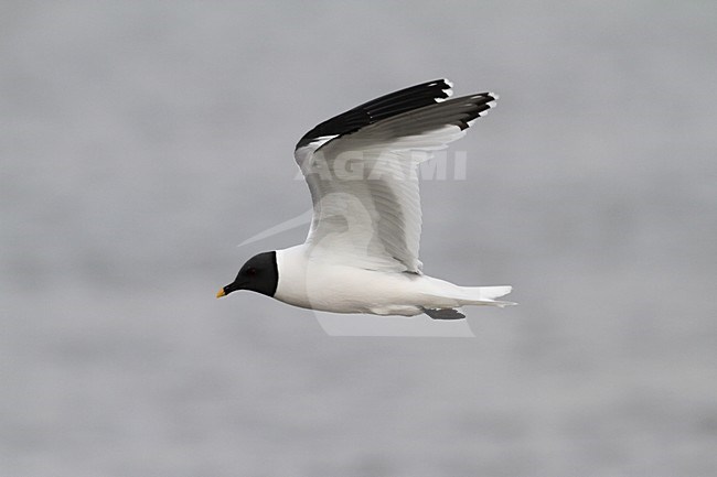 Vorkstaartmeeuw adult vliegend;; Sabines Gull adult flying stock-image by Agami/Chris van Rijswijk,