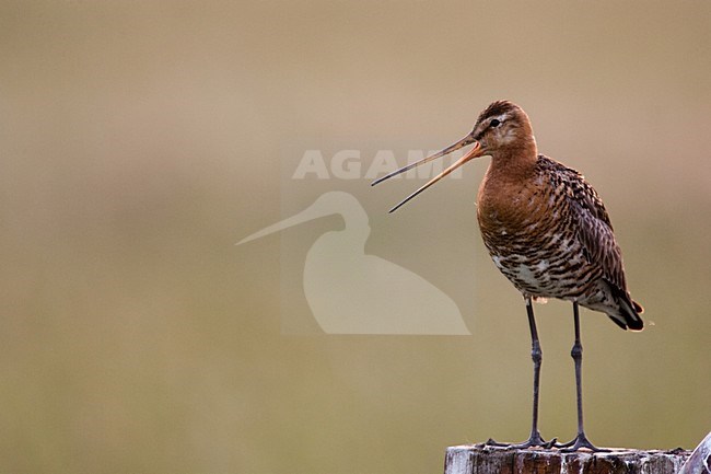 Grutto roepend vanaf paal; Black-tailed Godwit calling from pole stock-image by Agami/Menno van Duijn,