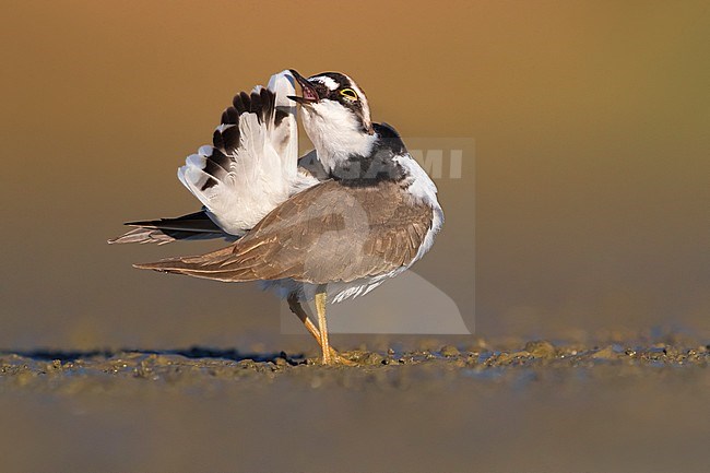 Adult Little Ringed Plover (Charadrius dubius) preening its tail feathers in a local wetland in Italy. stock-image by Agami/Daniele Occhiato,