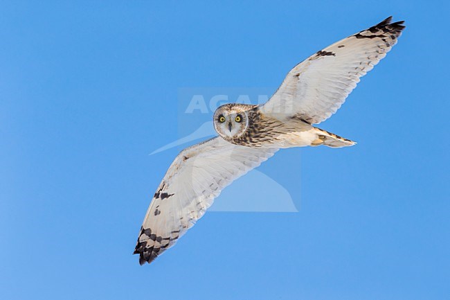 Velduil in vlucht; Short-eared Owl in flight stock-image by Agami/Daniele Occhiato,