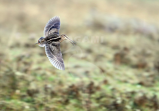 Calling Wood Snipe (Gallinago nemoricola) in flight in Bhutan. stock-image by Agami/James Eaton,