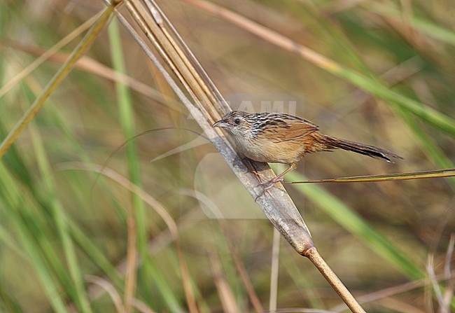 Chinese Grassbird (Graminicola striatus) perched in reed bed. stock-image by Agami/James Eaton,