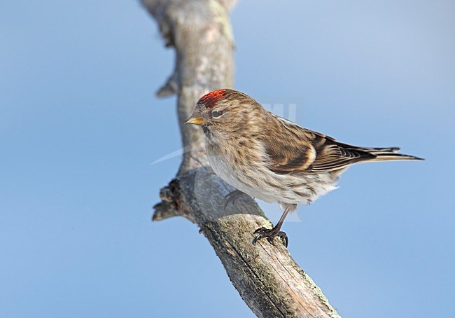 Grote Barmsijs zittend op een tak; Mealy Redpoll perched on a branch stock-image by Agami/Markus Varesvuo,