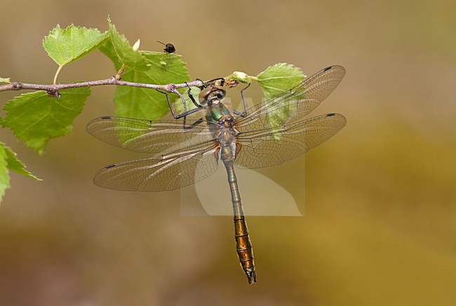 Imago Smaragdlibel; Adult Downy Emerald stock-image by Agami/Fazal Sardar,