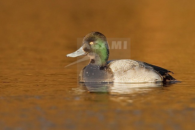 Lesser Scaup (Aythya affinis) swimming in a lagoon in Victoria, BC, Canada. stock-image by Agami/Glenn Bartley,