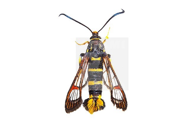 Yellow-legged Clearwing, Synanthedon vespiformis stock-image by Agami/Wil Leurs,