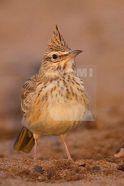 Maghreb Lark - Maghreb Lerche - Galerida macrorhyncha; ssp. macrorhyncha; Morocco; adult stock-image by Agami/Ralph Martin,