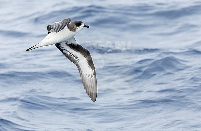 Bermuda Petrel, Pterodroma cahow, off the coast near the colony on Nonsuch island, Bermuda. Bird in flight. stock-image by Agami/Marc Guyt,