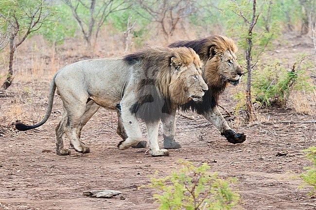 Lion (Panthera Leo) male brothers walking at Kruger National Park in summer stock-image by Agami/Caroline Piek,