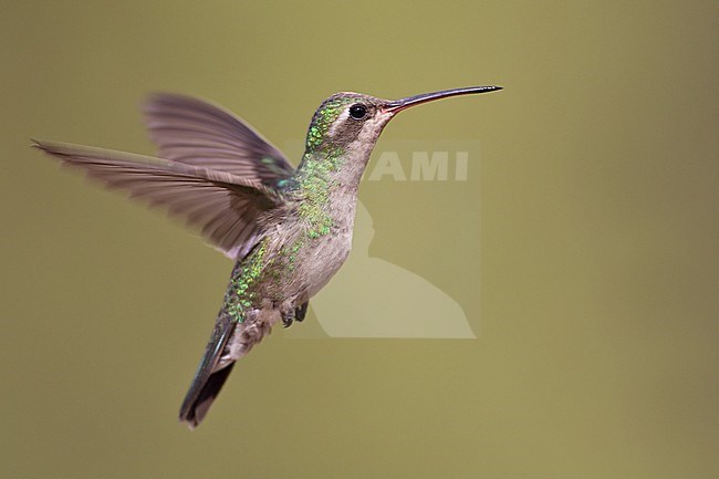 Adult female
Pima Co., AZ
May 2011 stock-image by Agami/Brian E Small,