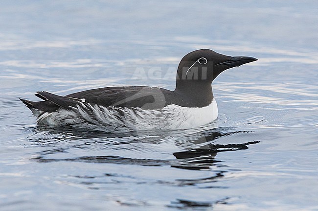 Common Murre (Uria aalge), bridled adult swimming in the sea stock-image by Agami/Saverio Gatto,