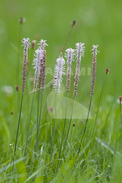 Ruige weegbree, Hoary plantain, Plantago media stock-image by Agami/Arnold Meijer,