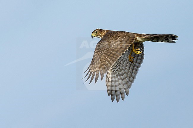 Immature Cooper's Hawk (Accipiter cooperii) in flight over Chambers County, Texas, USA. Seen from the side, flying against a blue sky as a background. stock-image by Agami/Brian E Small,