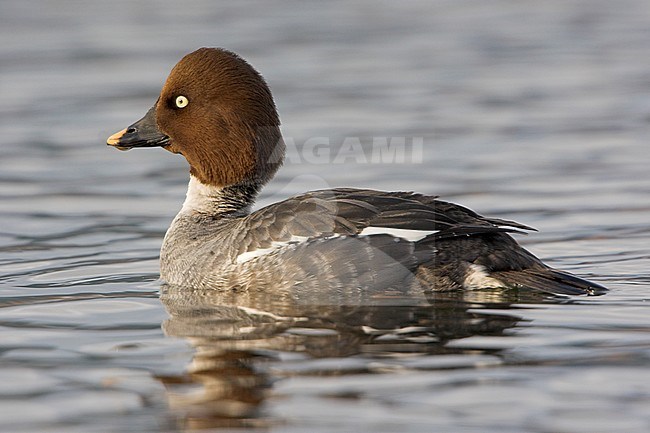 Common Goldeneye (Bucephala clangula) swimming in a lagoon in Victoria, BC, Canada. stock-image by Agami/Glenn Bartley,