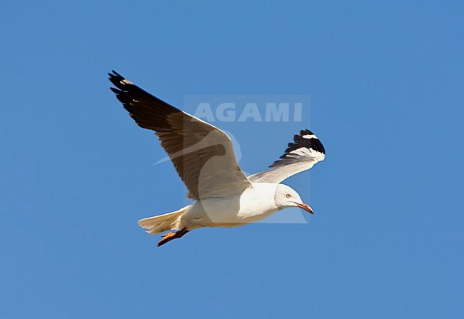 Grijskopmeeuw, Grey-headed Gull, Larus cirrocephalus stock-image by Agami/Marc Guyt,