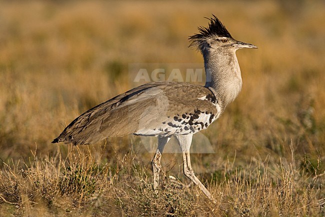 Koritrap baltsend Namibie, Kori Bustard displaying Namibia stock-image by Agami/Wil Leurs,