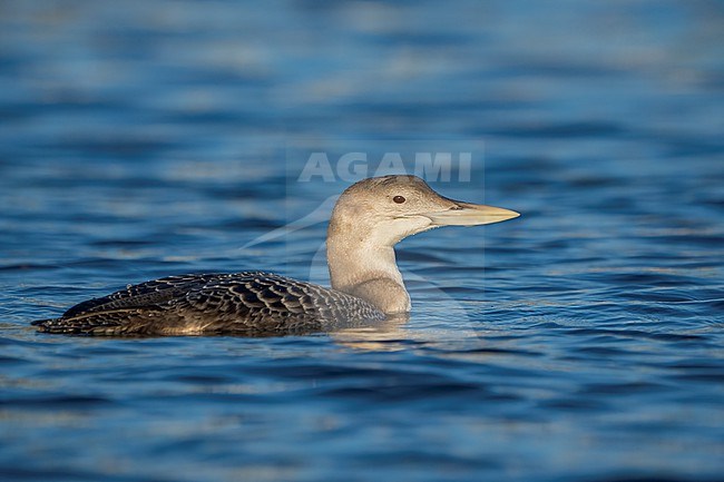 Juvenile
San Diego Co., CA
December 2022 stock-image by Agami/Brian E Small,