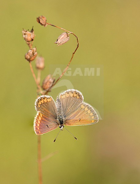 Bruin blauwtje, Brown Argus, stock-image by Agami/Walter Soestbergen,