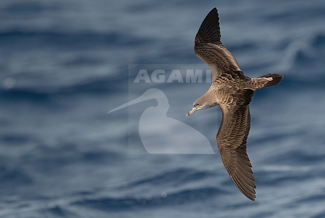 Cape Verde Shearwater (Calonectris edwardsii) is an endemic breeding bird. A recent split and part of the 'cory shearwater complex'  with Cory's and Scopoli's Shearwater. stock-image by Agami/Eduard Sangster,