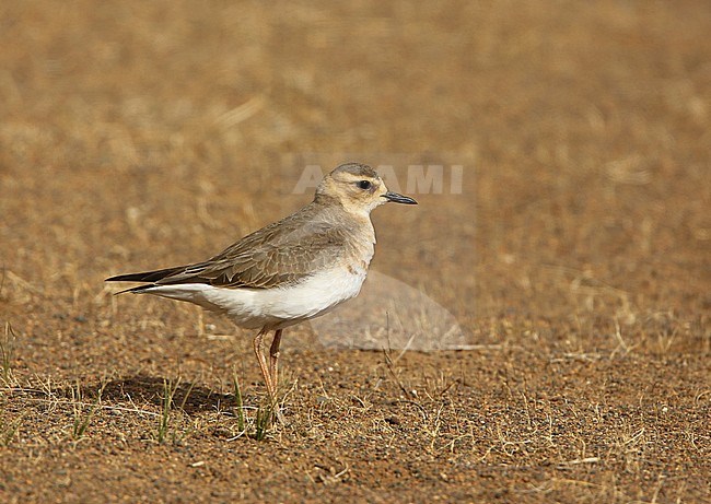 Oriental Plover   23/05/2013  - Mongolia stock-image by Agami/Aurélien Audevard,