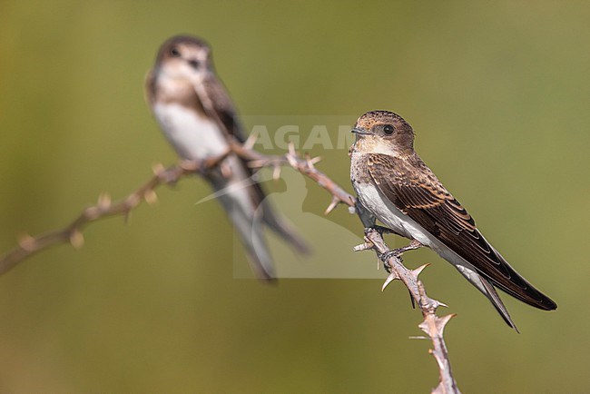 Sand Martin (Riparia riparia) in Italy. stock-image by Agami/Daniele Occhiato,