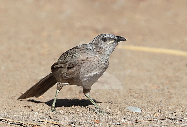 Immature Arabian Babbler, Turdoides squamiceps at Barqa in Oman. stock-image by Agami/Aurélien Audevard,