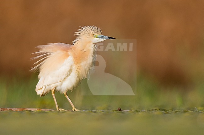 Squacco Heron (Ardeola ralloides), adult perched on a floating cane stock-image by Agami/Saverio Gatto,