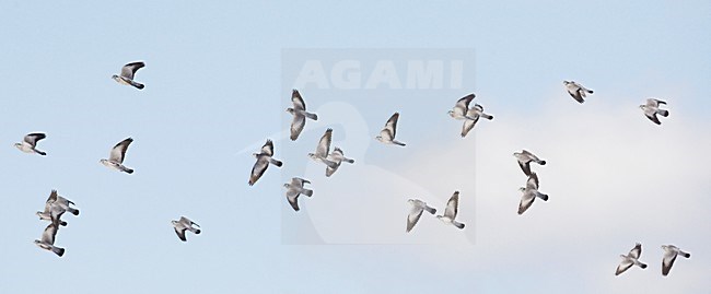 Holenduif in de vlucht; Stock Dove in flight stock-image by Agami/Markus Varesvuo,