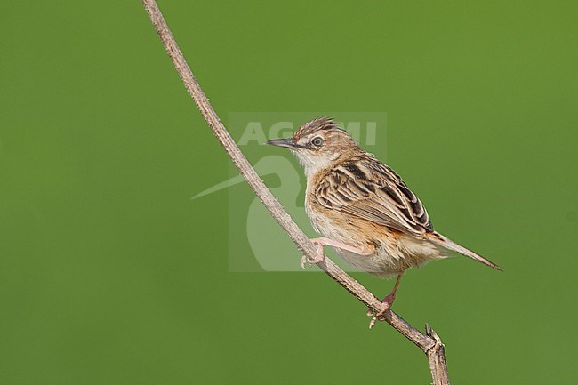 Zitting Cisticola, Graszanger, Cisticola juncidis ssp. cisticola, Mallorca stock-image by Agami/Ralph Martin,