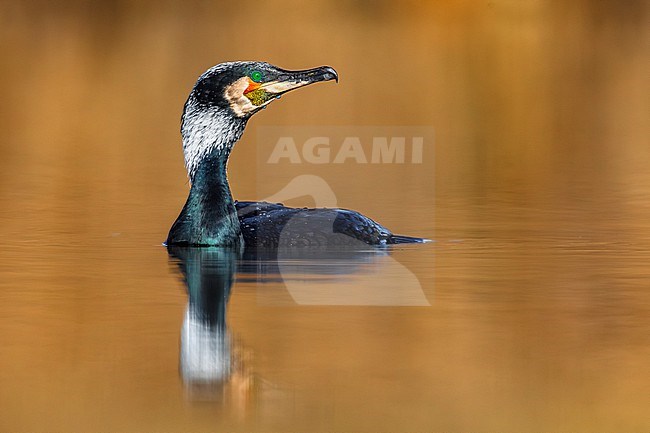 Great Cormorant, Phalacrocorax carbo sinensis, in Italy. stock-image by Agami/Daniele Occhiato,