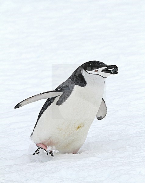 Chinstrap Penguin (Pygoscelis antarcticus) in Antarctica. stock-image by Agami/Pete Morris,