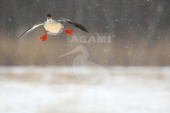 Goosander, Mergus merganser, adult female landing in winter setting at Gentofte Sø, Denmark stock-image by Agami/Helge Sorensen,