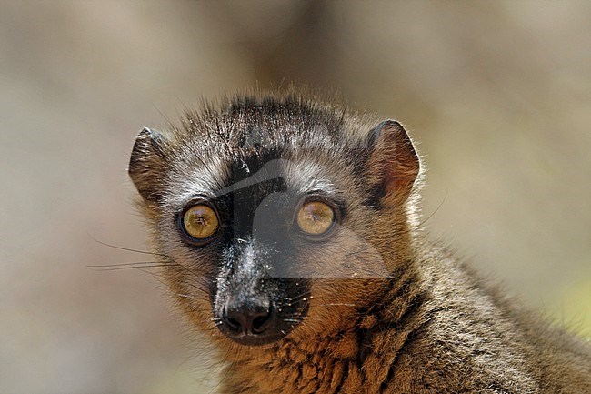 Closeup of a Red-fronted lemur (Eulemur rufifrons) in its natural habitat on Madagascar. stock-image by Agami/Pete Morris,