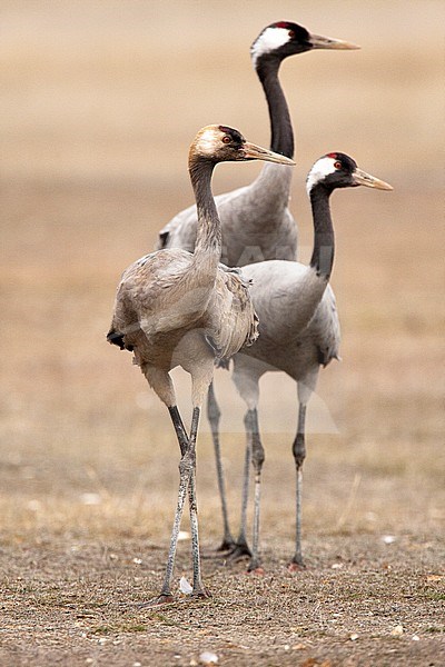 Common Crane, Grus grus stock-image by Agami/Oscar Díez,