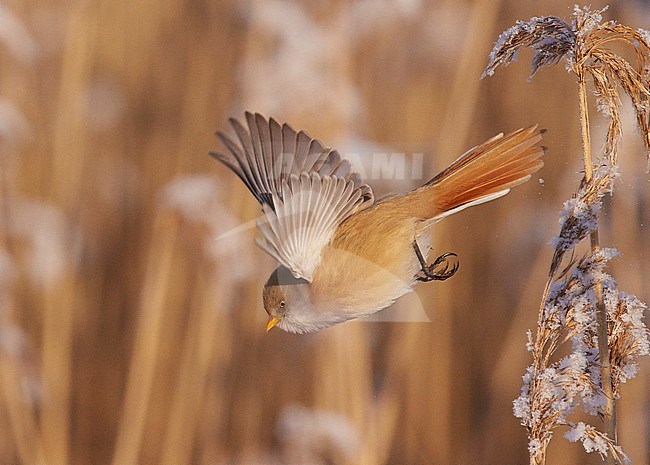 Baardman, Bearded Reedling stock-image by Agami/Markus Varesvuo,