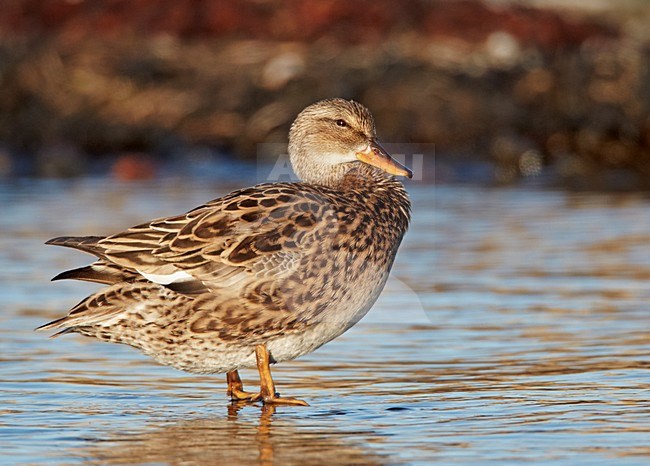 Vrouwtje Krakeend; Female Gadwall stock-image by Agami/Markus Varesvuo,